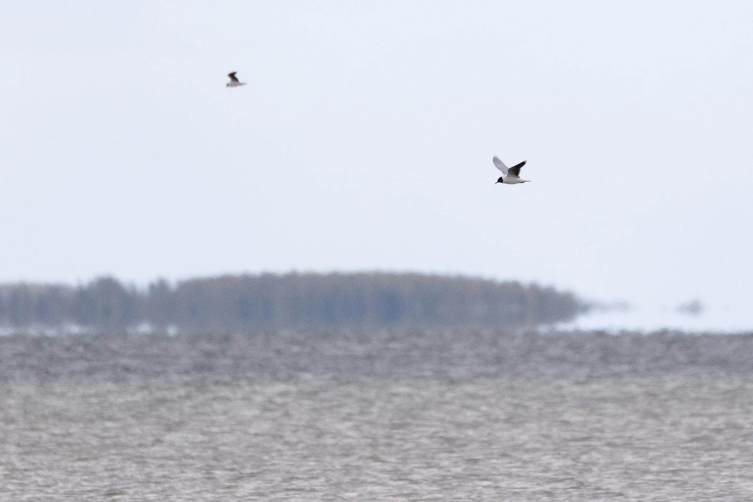 Adult Little Gull… Beautiful birds…