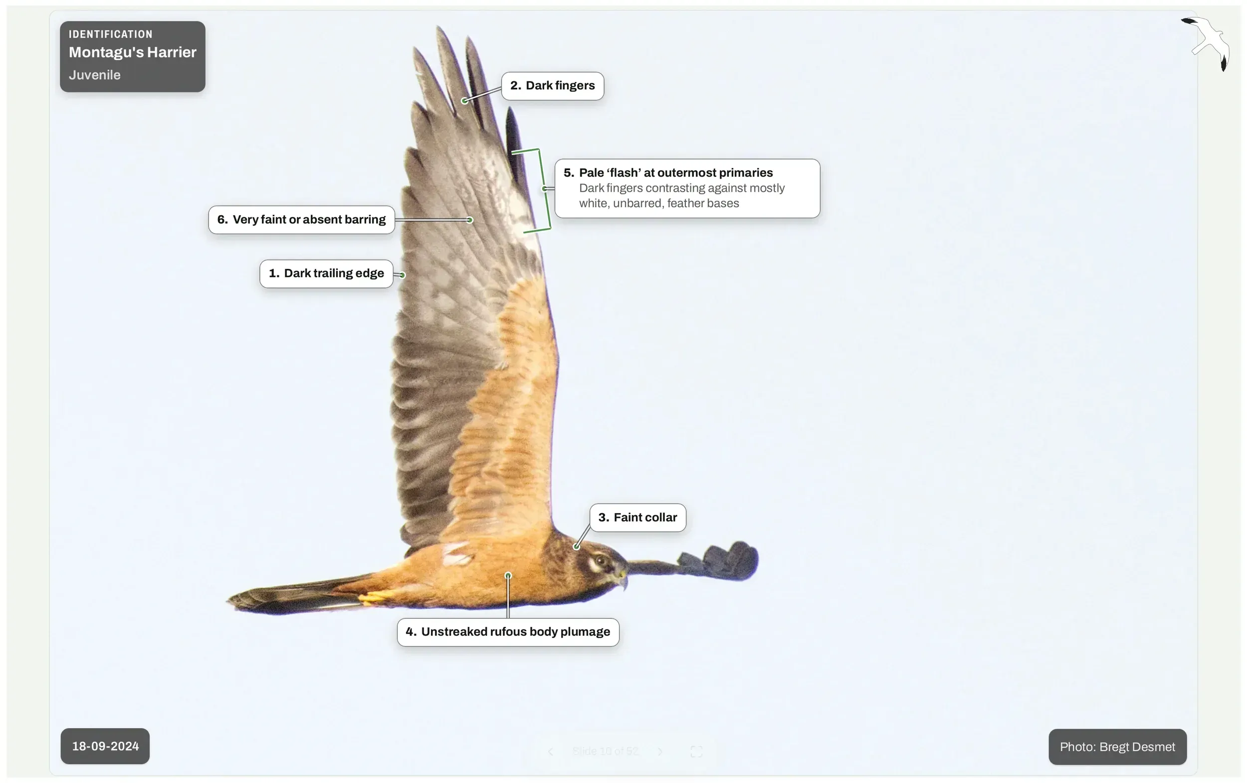 Annotated presentation slide showing six identification features on a juvenile Montagu's Harrier in flight.