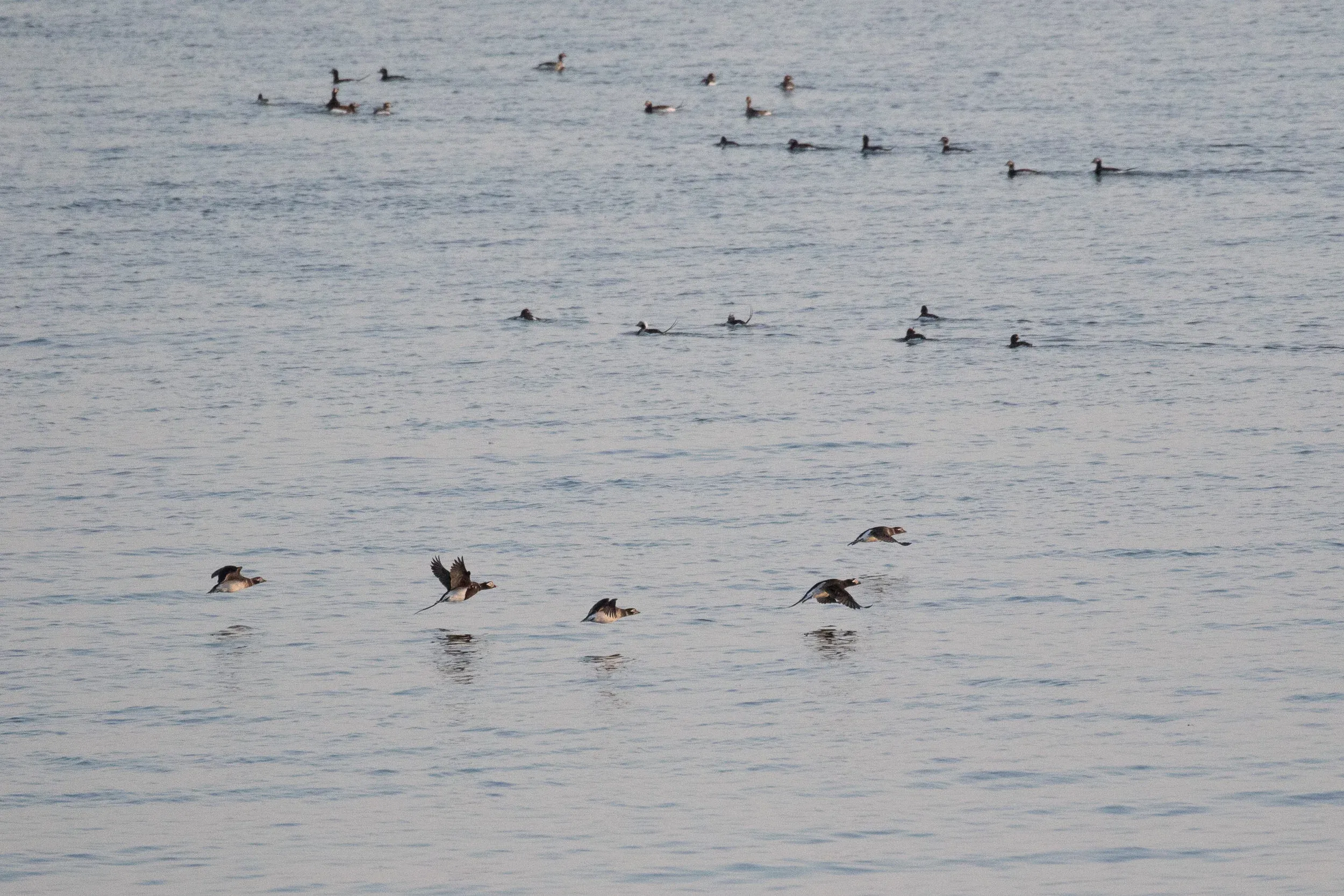 A flock of Long-tailed Ducks.