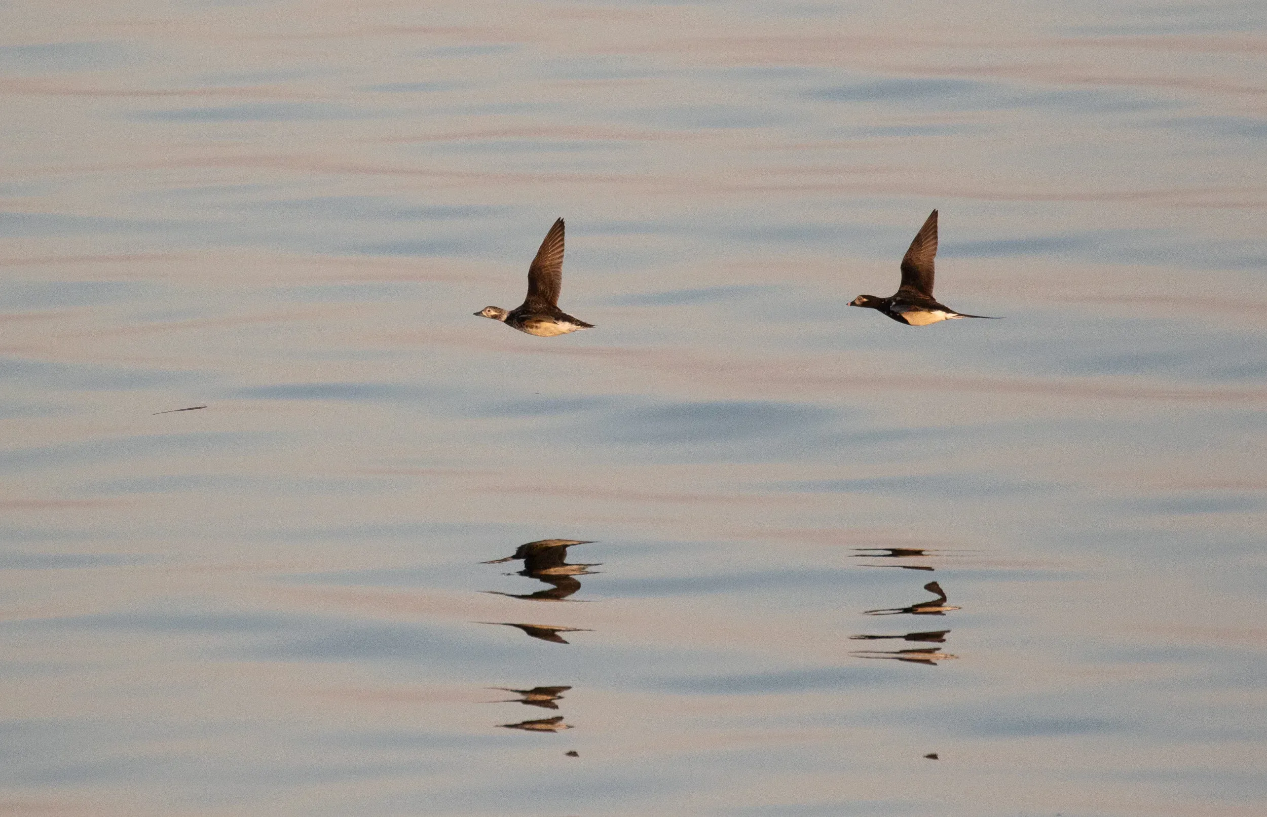 Long-tailed Ducks. Same birds as above.