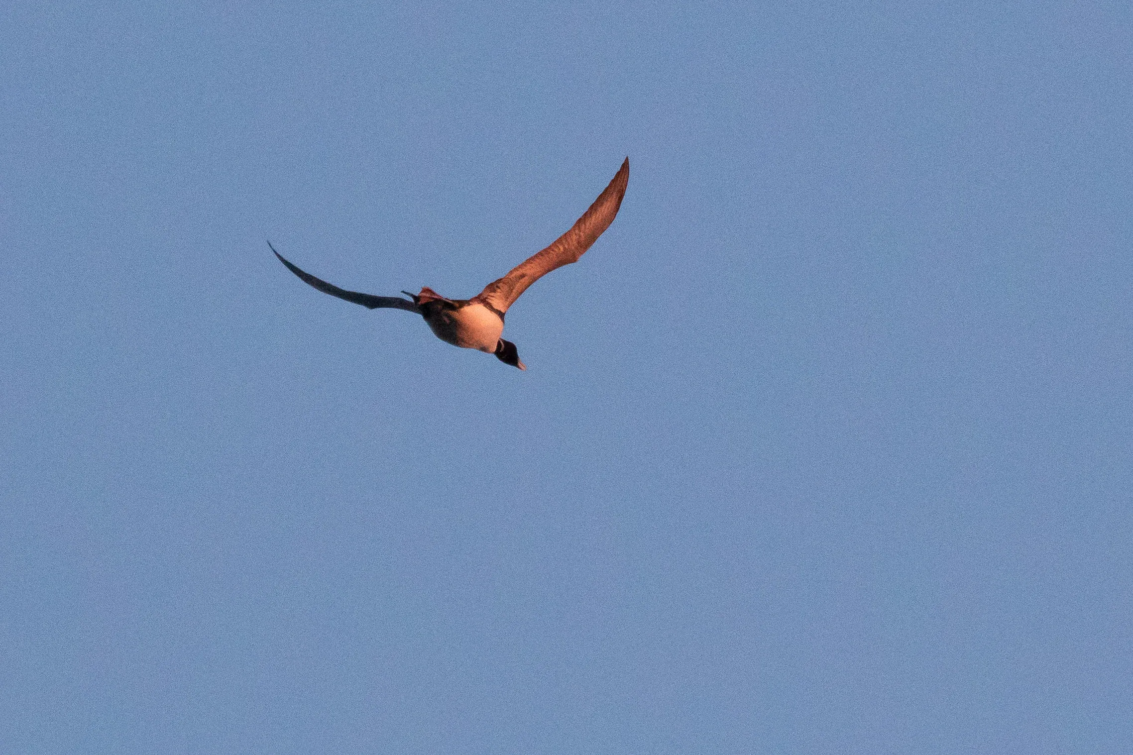 The first Yellow-Billed Diver of the day. As you can see, it flew right over us.